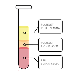 Platelet-rich plasma. layers of blood in test tube. Stock Vector