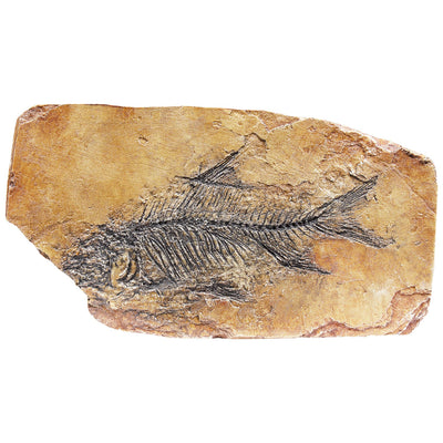 MR Fish Fossil in Shale Replica - SD Studios LTD