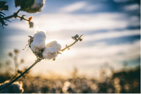 Les Bienfaits du Coton Biologique