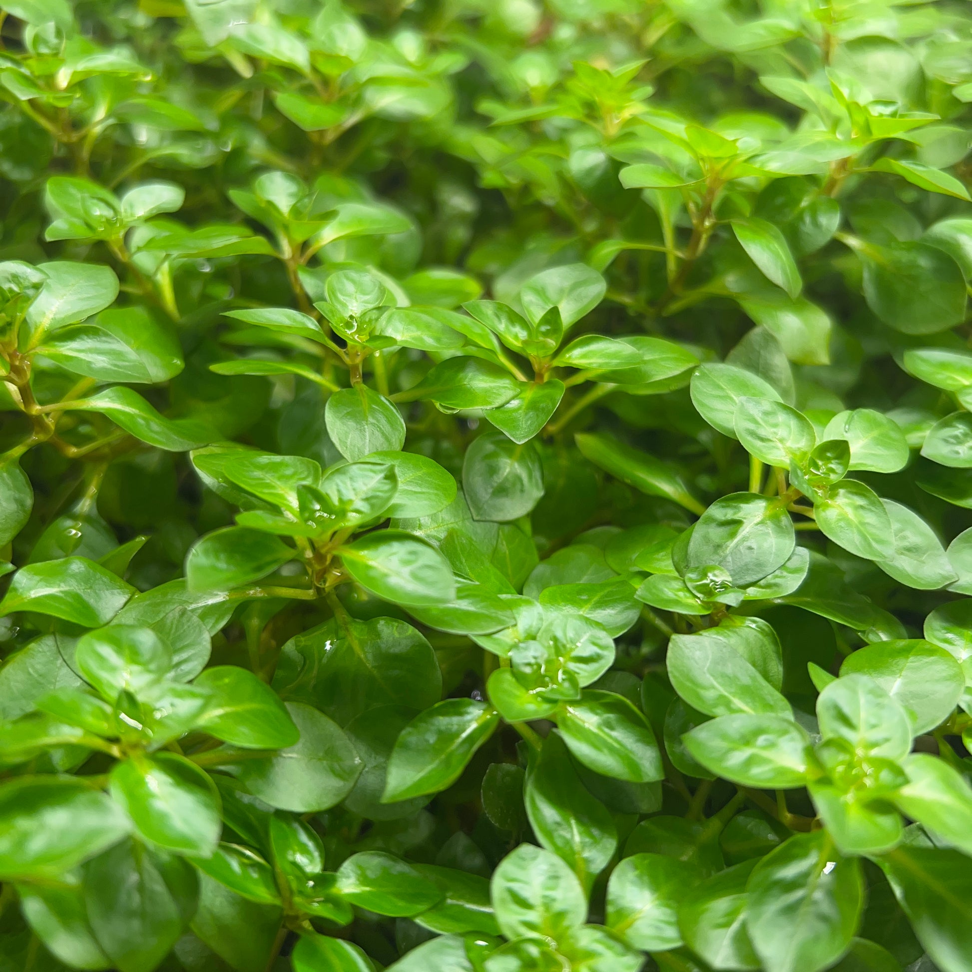 ludwigia palustris aquarium