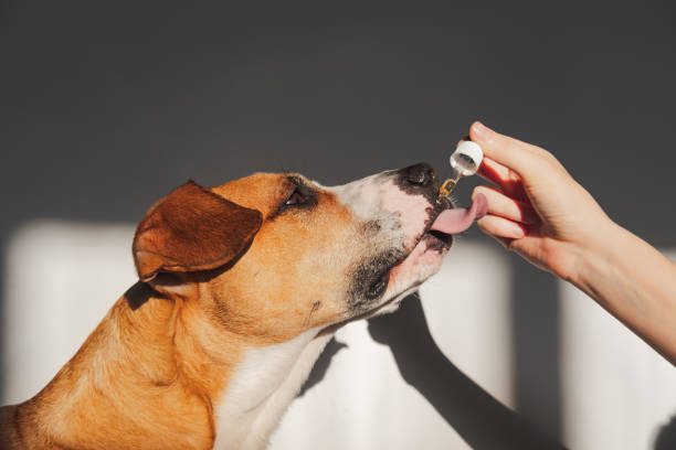 CBD para perros, perro grande color café con blanco tomando su dosis de CBD 