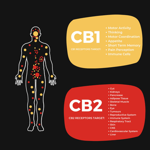 An image of CB1 and CB2 receptors 