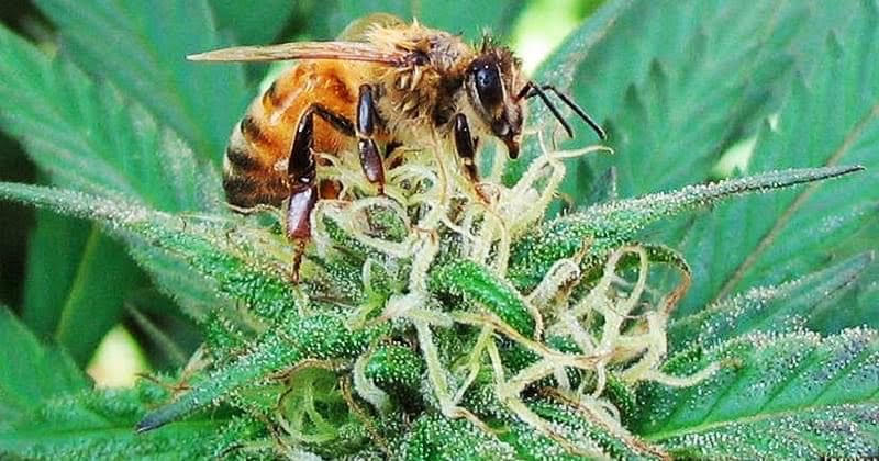 Honey bees use hemp as a protein-rich resource