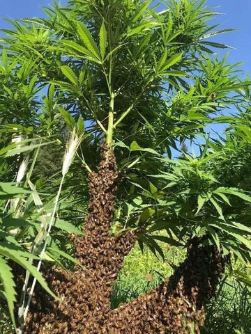 Honey bees cover up a hemp plant