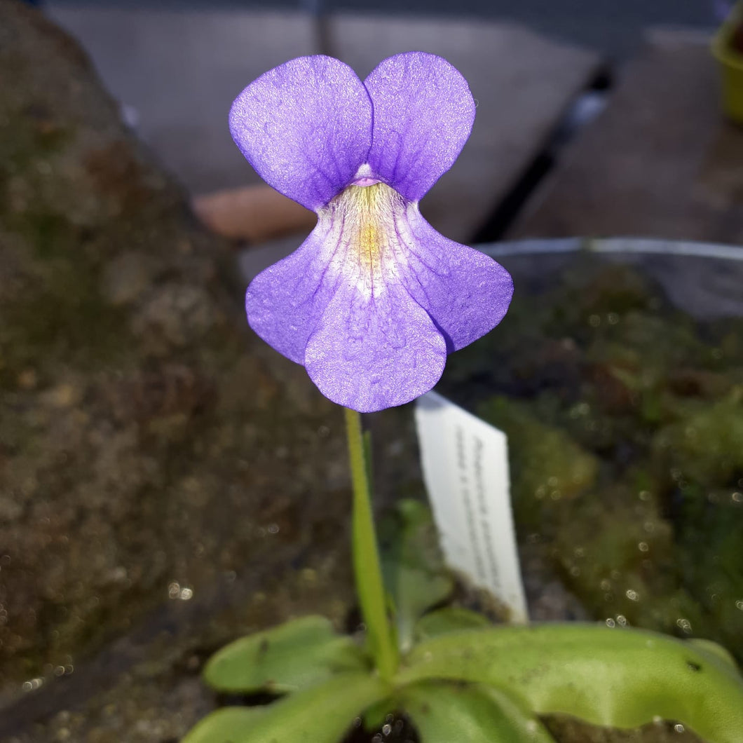 pinguicula grandiflora