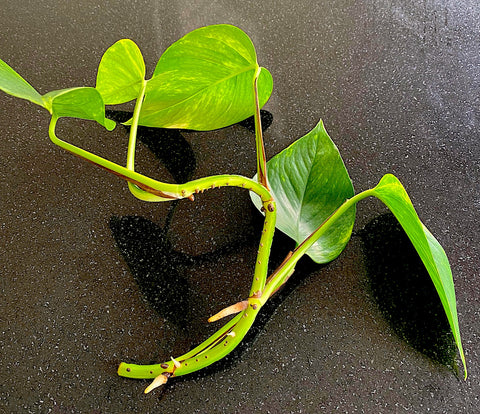 propogate Pothos in water