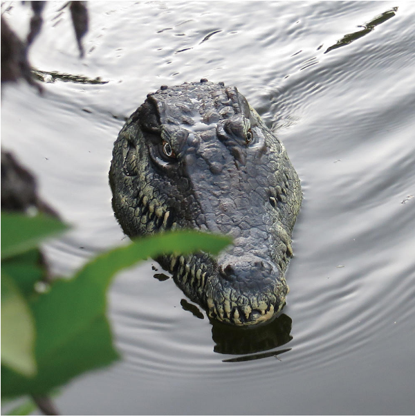 rc crocodile head