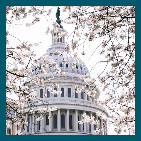 United States Capitol building in Washington DC surrounded by pink cherry tree blossoms in springtime. Every one of our salon-quality sustainable haircare bars replace up to three plastic bottles and support endangered sea turtles threatened by plastic pollution in the Atlantic Ocean. Find us in your neighborhood eco-friendly eco-conscious stores (never Amazon) to celebrate Earth Day Every Day! Woman owned, vegan, cruelty free, zero wast, solid shampoo and conditioner bars! Home compostable packaging, carbon neutral shipping, made in USA