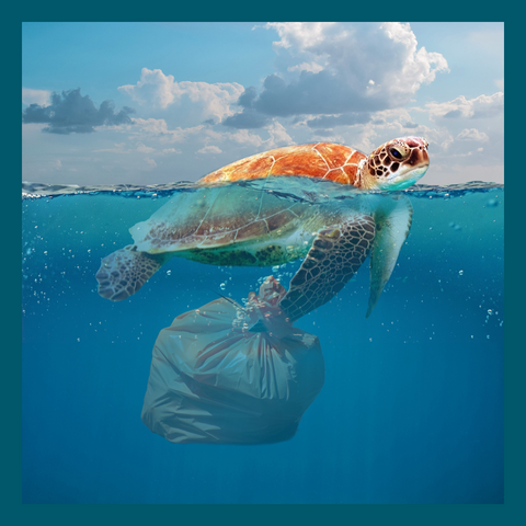 Endangered Sea Turtle swimming in the ocean holding a trash bag. Every one of our salon-quality sustainable haircare bars replace up to three plastic bottles and support endangered sea turtles threatened by plastic pollution in the Atlantic Ocean. Find us in your neighborhood eco-friendly eco-conscious stores (never Amazon) to celebrate Earth Day Every Day! Woman owned, vegan, cruelty free, zero wast, solid shampoo and conditioner bars! Home compostable packaging, carbon neutral shipping, made in USA