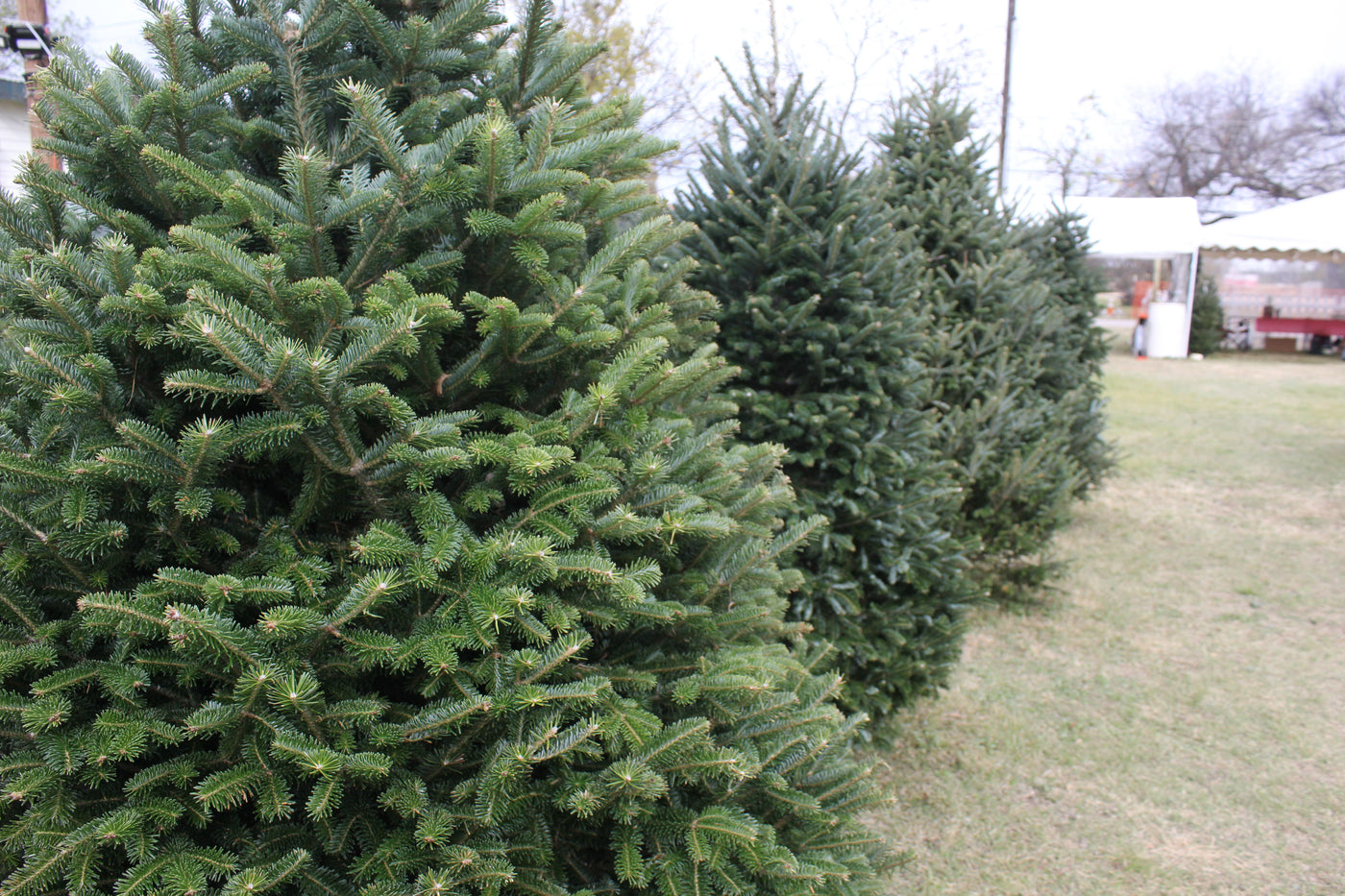 christmas tree growers