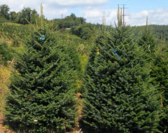 6 - 7 FT FARM FRESH FRASER FIR REAL CHRISTMAS TREE – Brungot Farms