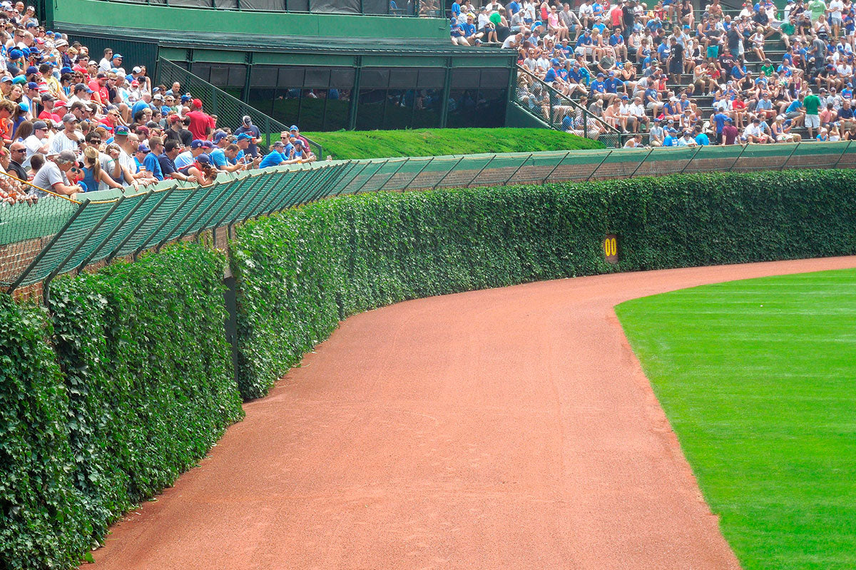 wrigley field outfield