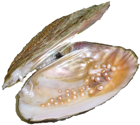 Mollusque nacrier et sa perle-Blog pleine forme