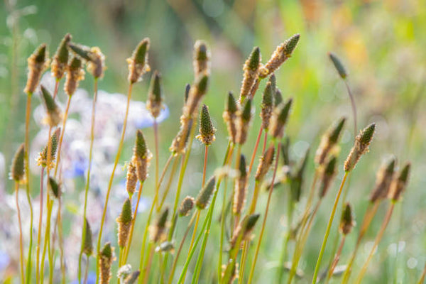 Psyllium les bienfaits sur votre transit