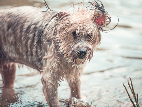 can i bathe with my dog