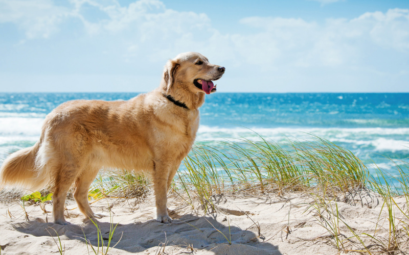 Hilton Head, SC – bestdogvacations