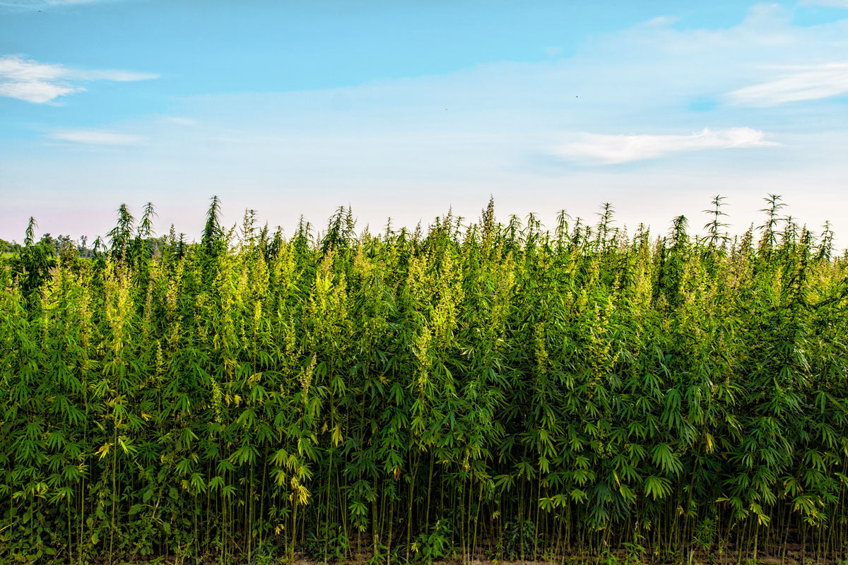 An field of hump with a sunny sky.