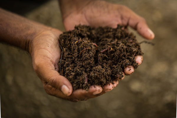 hands holding fertile soil