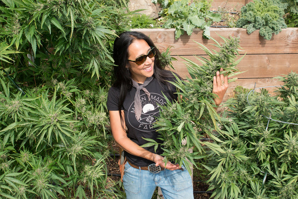 Women standing in a crop of cannabis plants