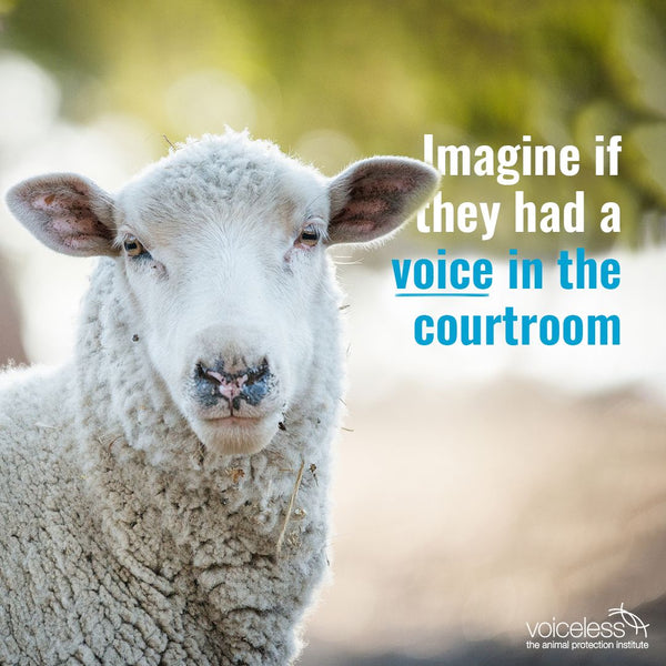 A graphic with a sheep and the words "imagine if they had a voice in the courtroom".