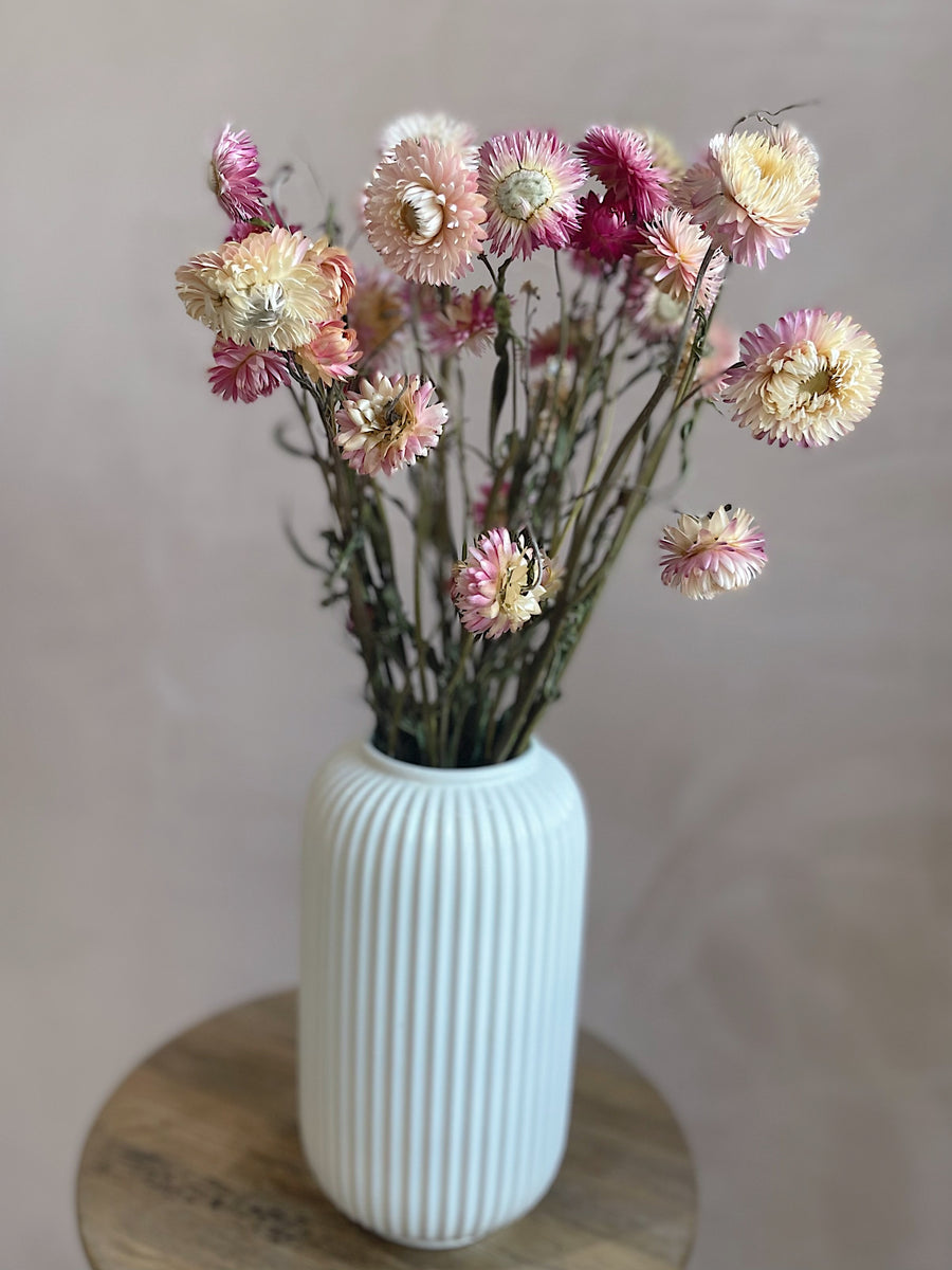 Dried pink straw flowers (helichrysum flower) – Stix & Stems