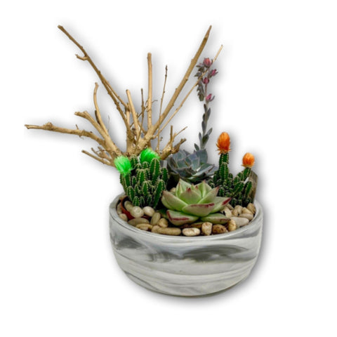 Desert Succulent & Cacti | Shalimar Flower Shop - Brampton, ON Florist