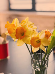 Yellow Daffodils | Brampton, ON Florist