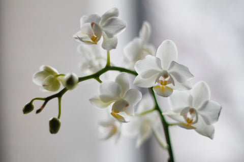 Orchid | Brampton, ON Florist