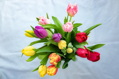 Tulips | Brampton, ON Florist