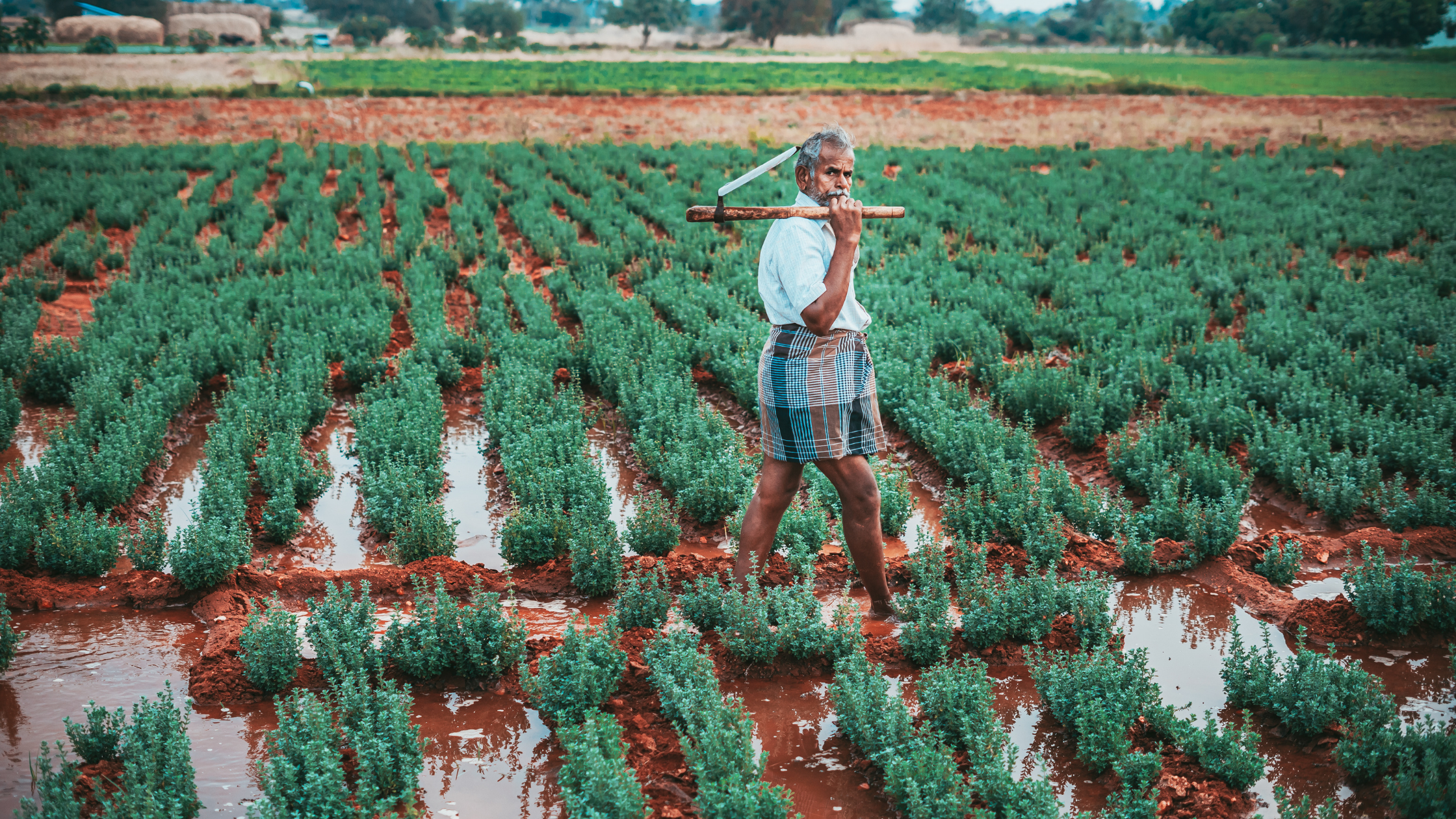 Organic Moringa Farming