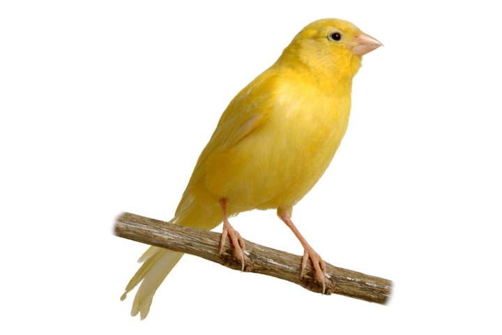 Guide To Caring For Canaries