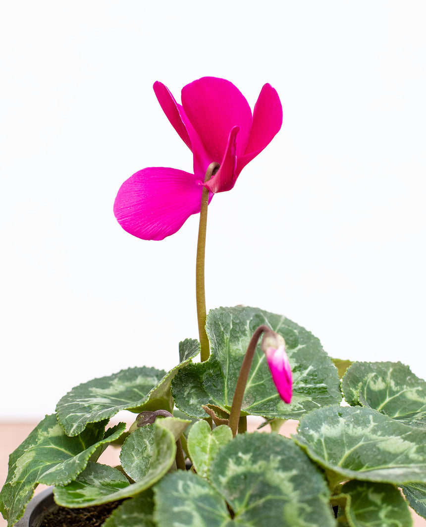 Violeta de Persia (Cyclamen) – lepotit