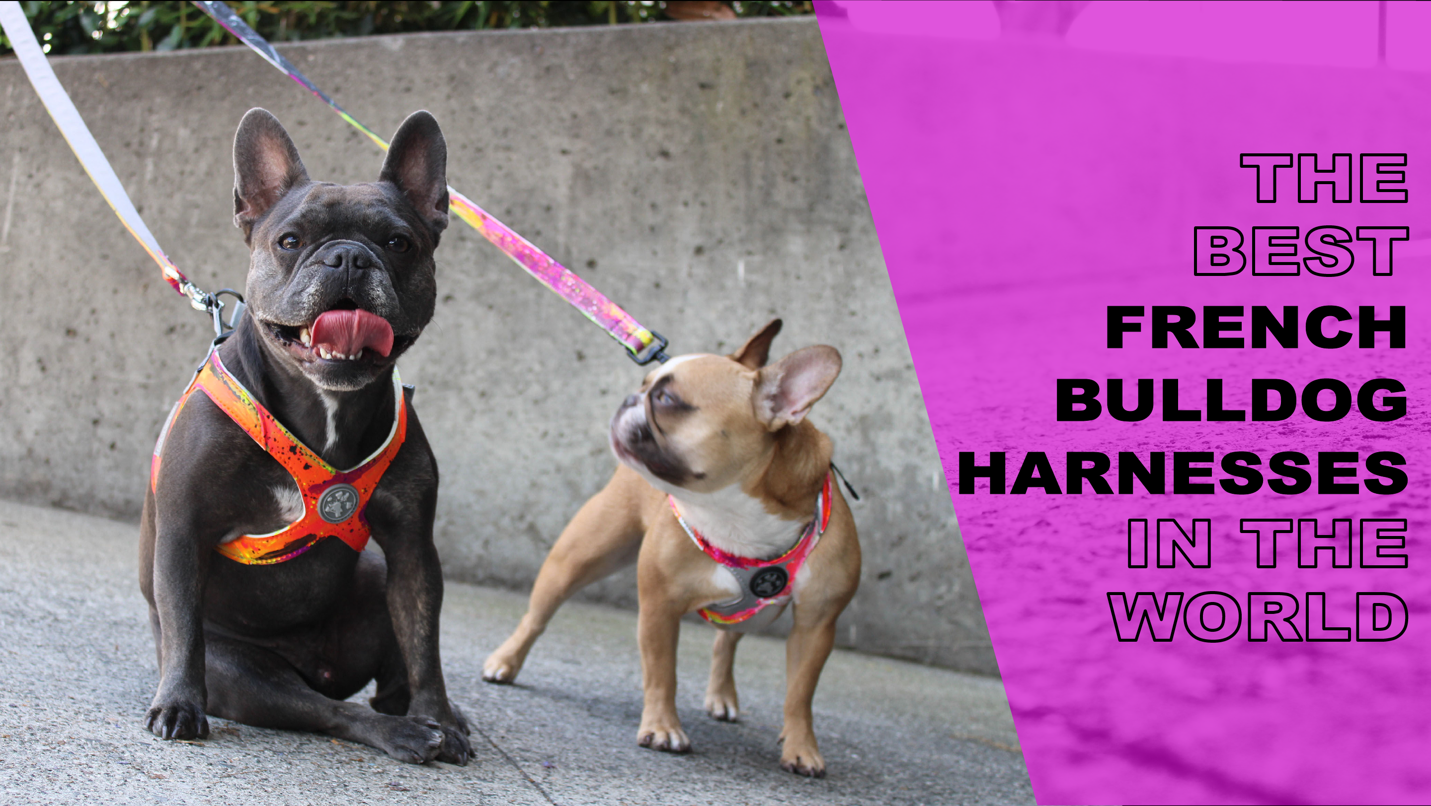 is a collar or harness better for a french bulldog