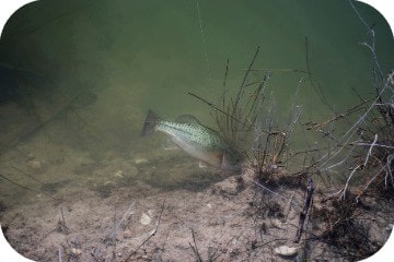 where_do_bass_swim_and_feed