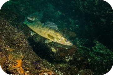 where_do_walleye_swim_underwater