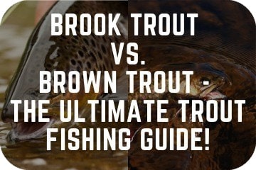 Brook_trout_vs._Brown_trout