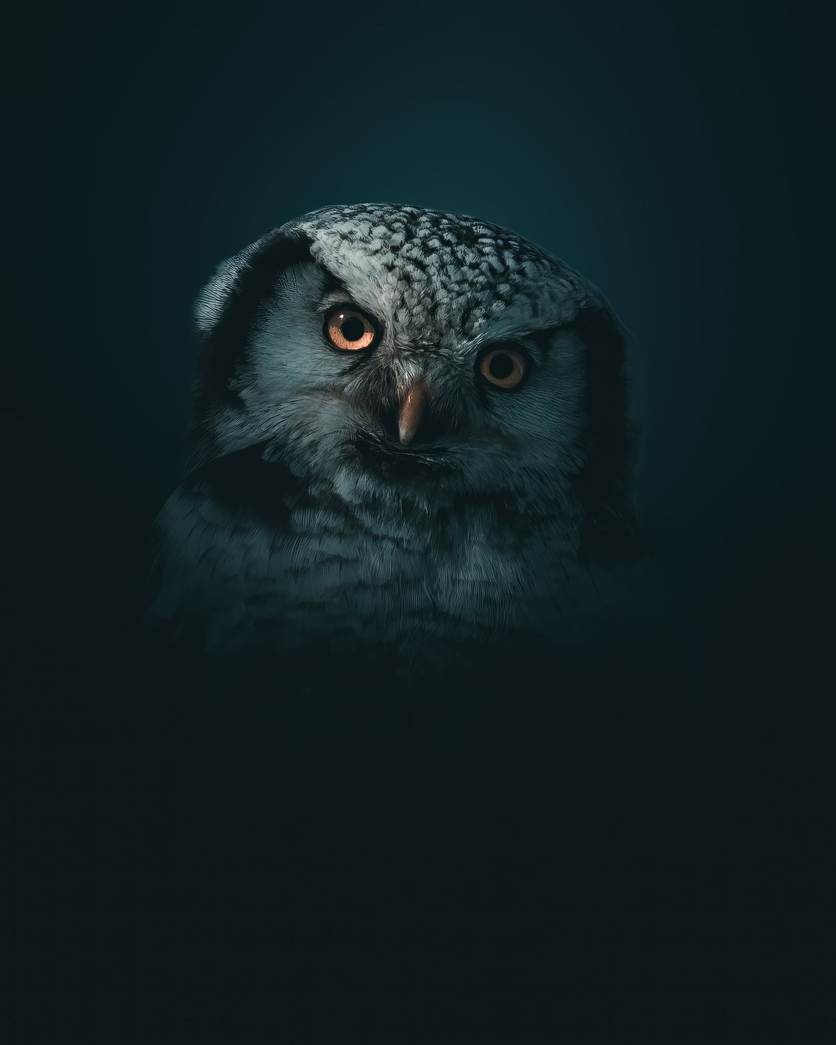 Portrait shot of an owl