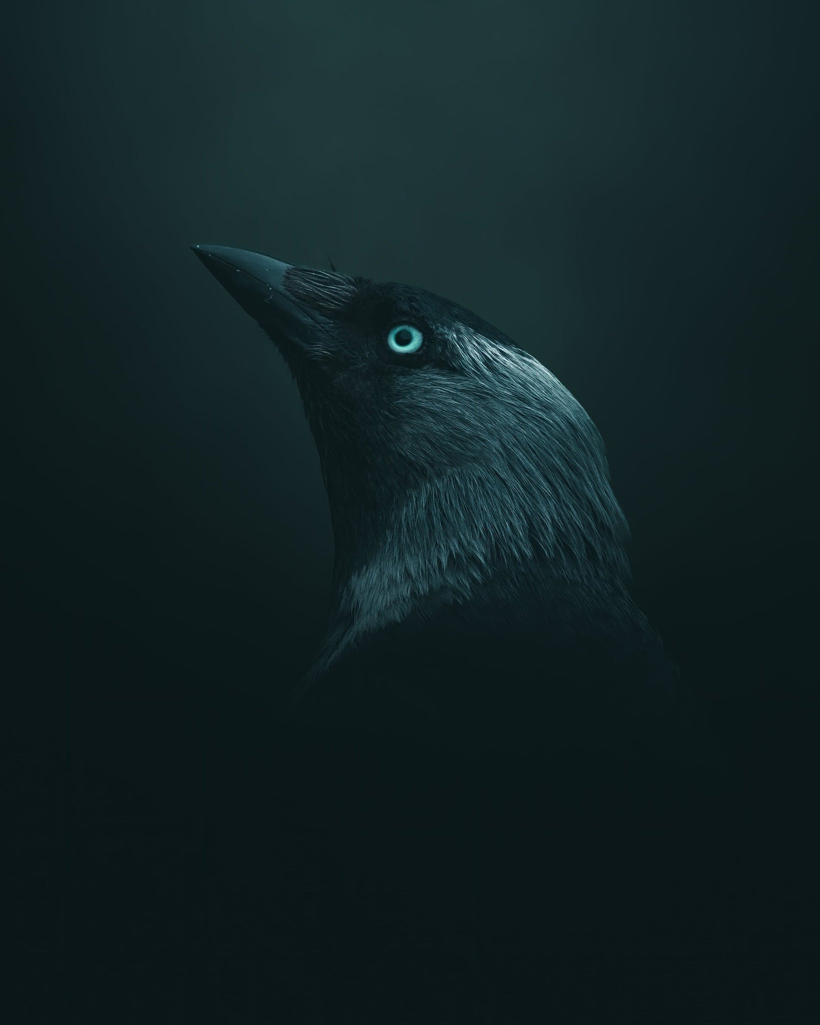 Semi close-up of a crow in a mystical, fog-like surrounding