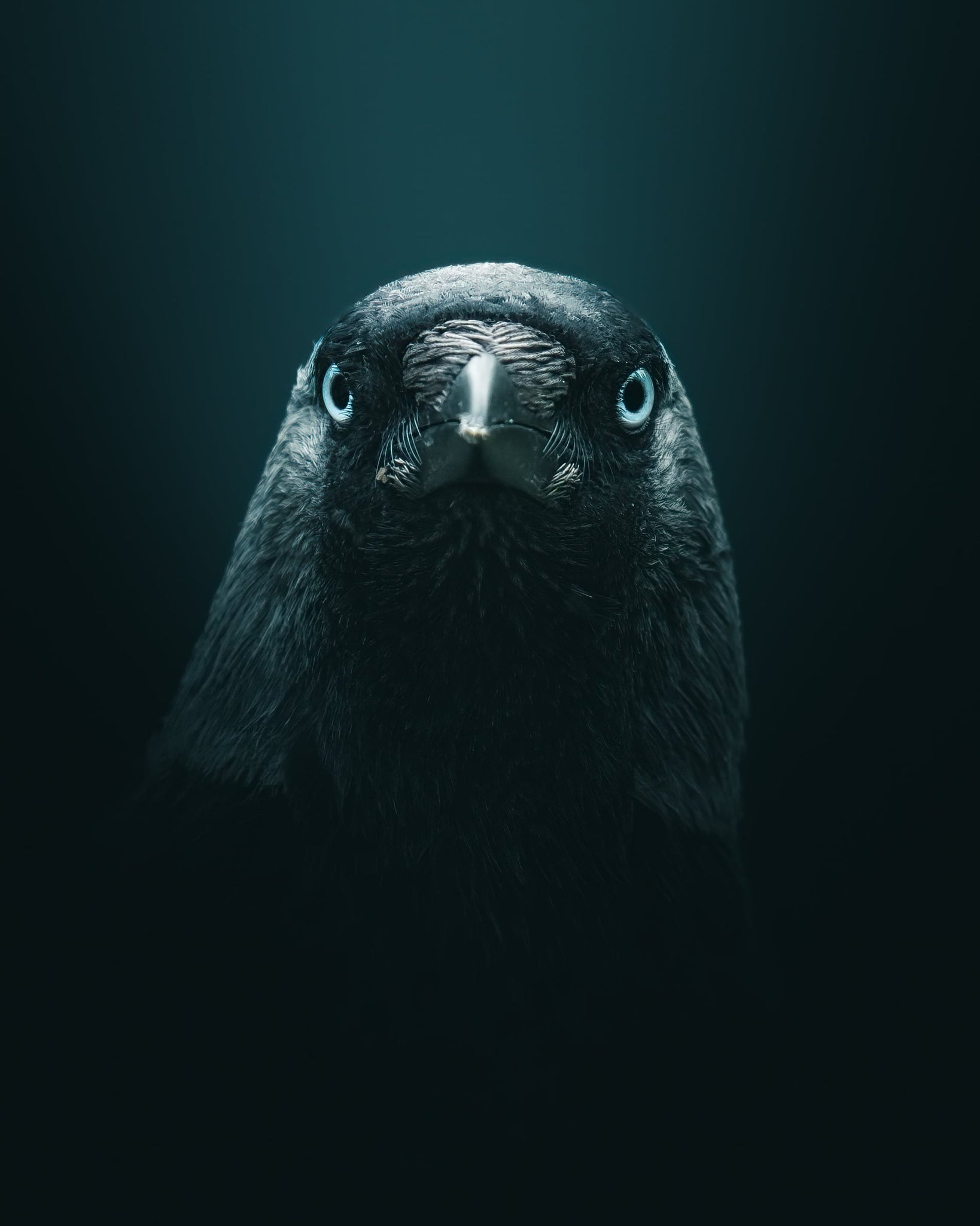 Portrait of a crow with striking blue eyes