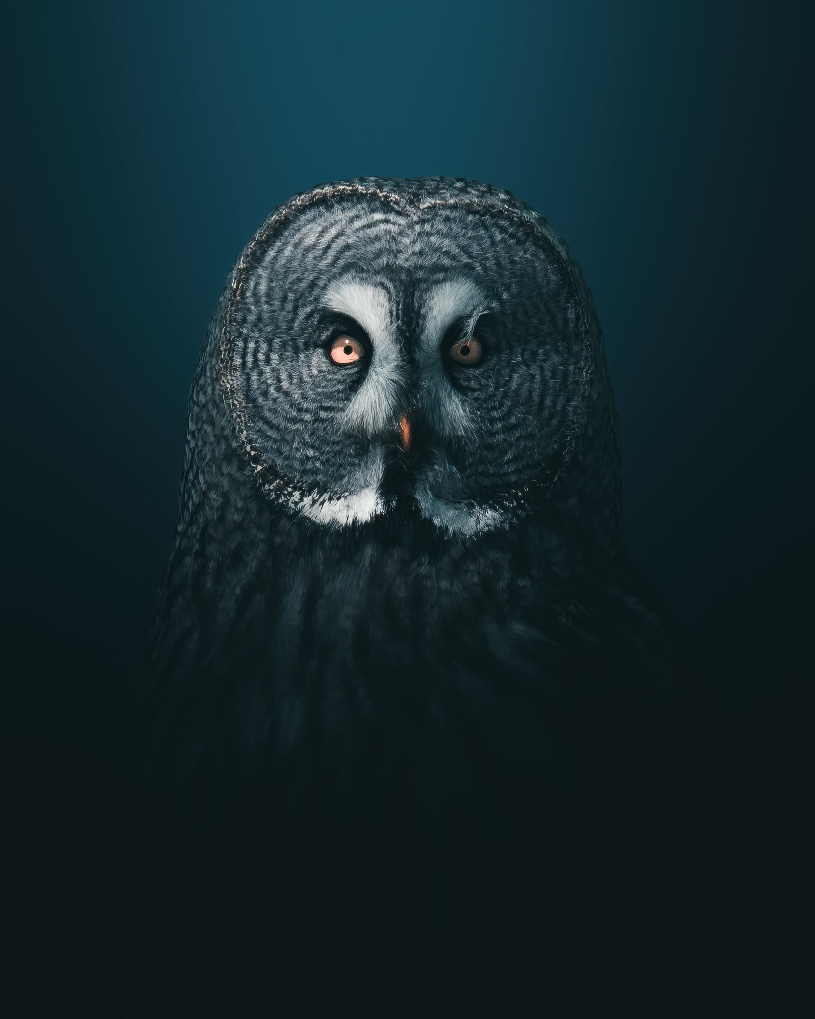 Portrait of an Owl