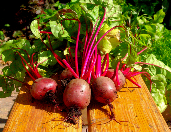Beets Are Rich in Folate | NutriGardens 