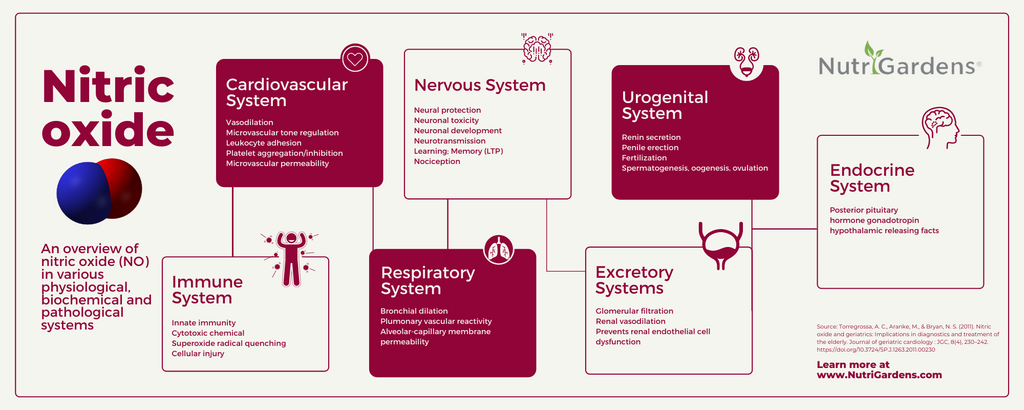 Nitric oxide impact on bodily processes | What Anti-Aging Foods Boost Nitric Oxide Levels?