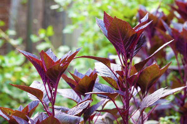 Do red spinach supplements work?