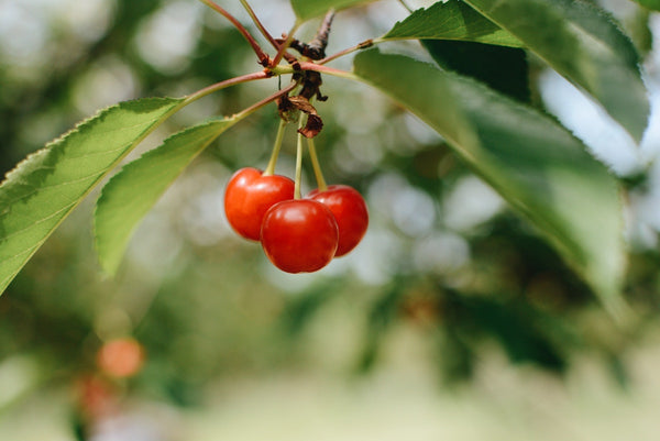 tart cherries to increase nitric oxide