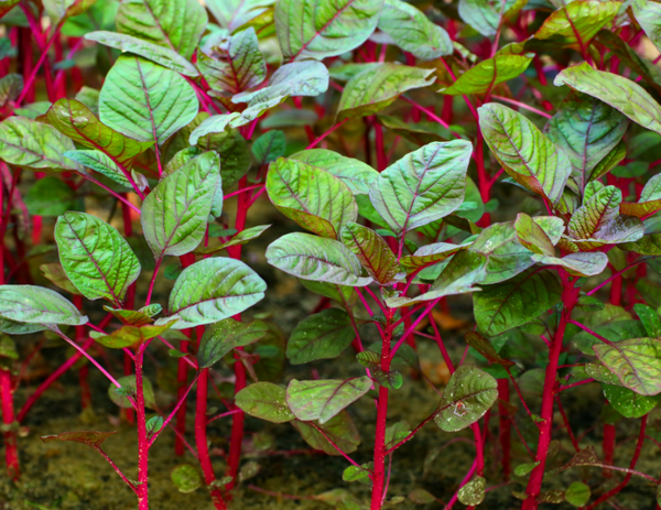 red spinach increases nitric oxide | NutriGardens