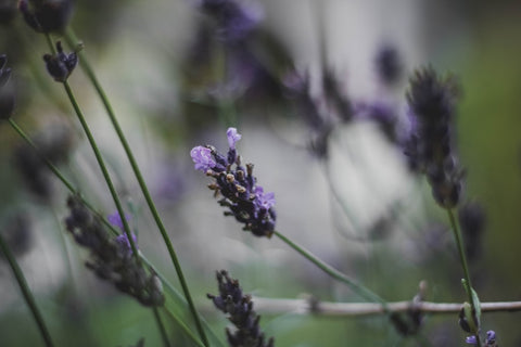 natural remedy lavender tincture