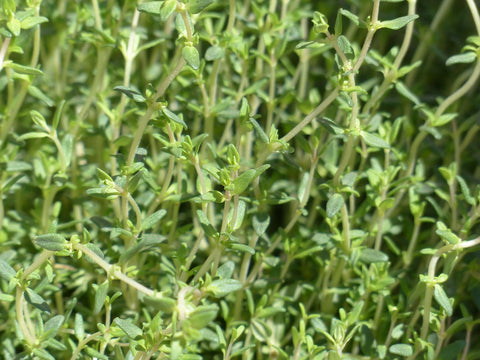 wild thyme infection cure