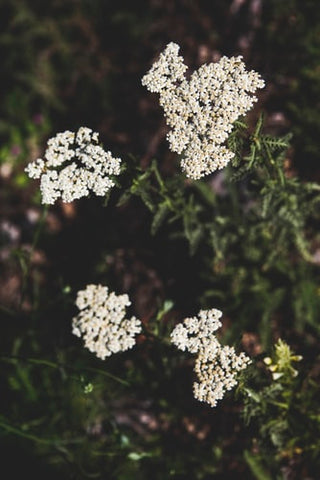 yarrow natural remedy cut healing