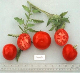 Tomato: Carmelo - seedling
