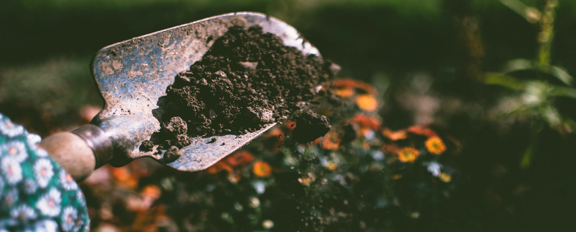 Garden Spade with Fresh Compost Spilling Off